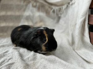 cde3352f-e408-49ff-87bd-9de11ed8a95d