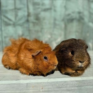 823748d3-ca93-4cfa-a777-b46201a09361