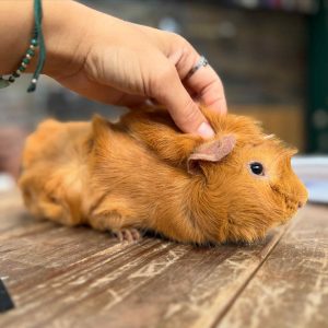 8ef84ae5-7c78-4bf1-ab0f-f4ab73d3f7dd