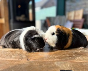 b43bcfd5-cb21-4108-b2b5-21ce30bc87ad