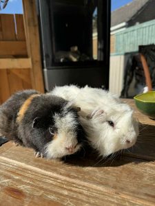 c27e2fca-35df-43e9-8154-7d5441f4c100